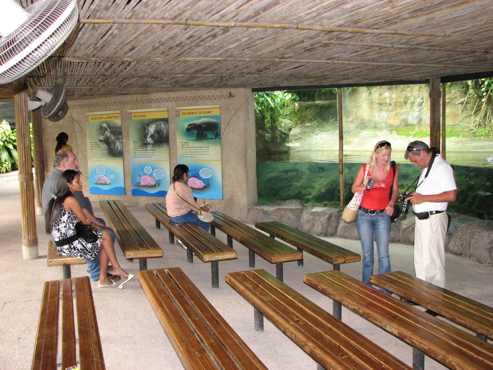Singapore Zoo 2008 - Viewing area of the Pigmy Hippopotamus exhibit