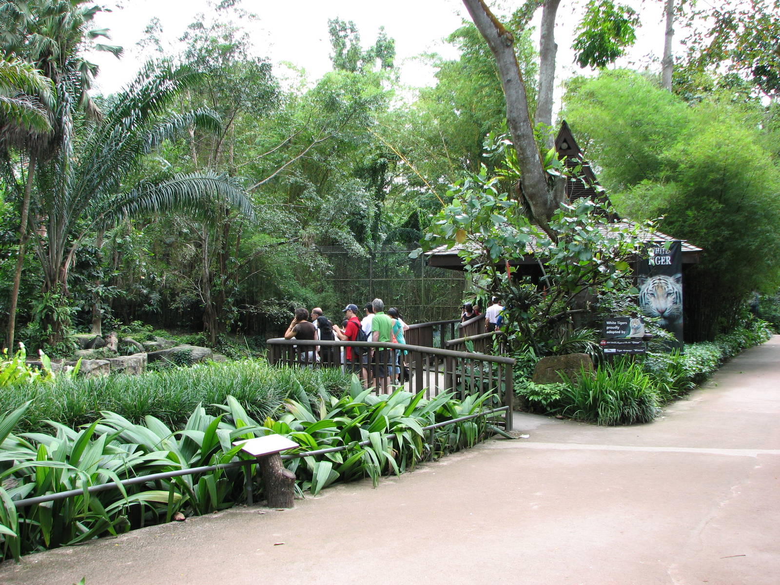 Singapore Zoo 2008 - Viewing deck in front of the White Tiger exhibit