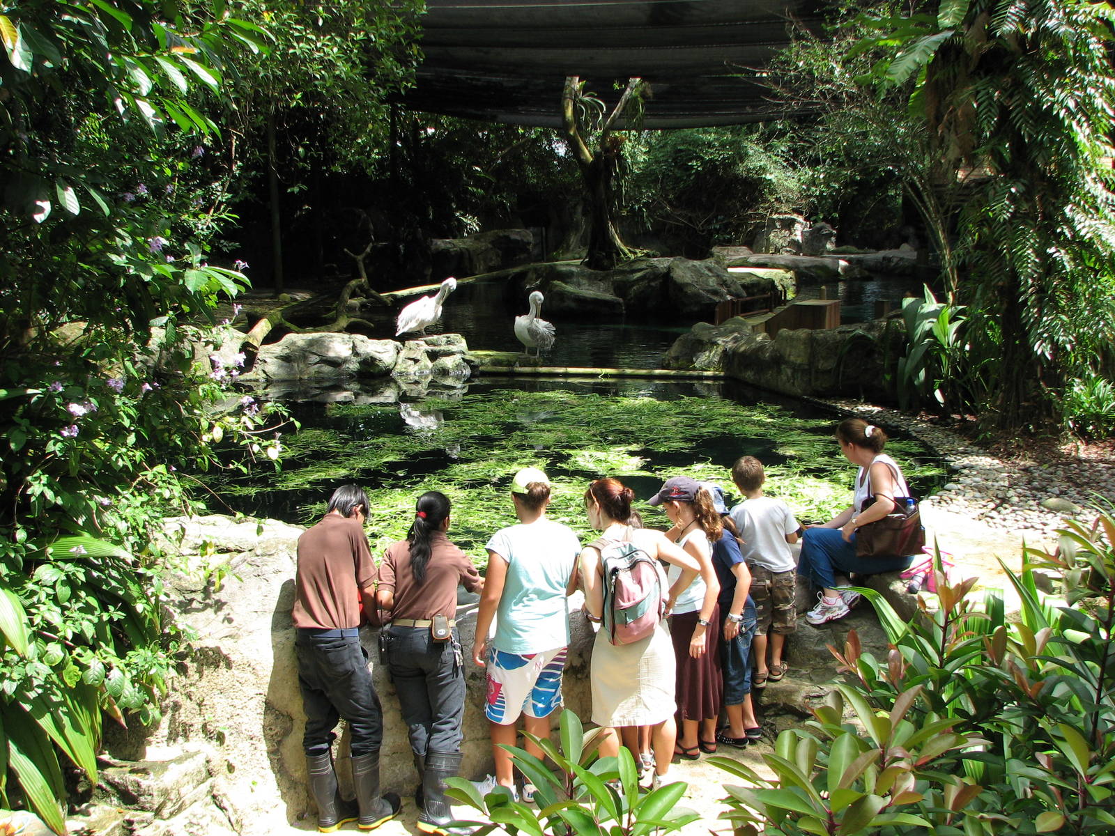 Singapore Zoo 2008 - Visitors get to feed the Caribbean Manatees