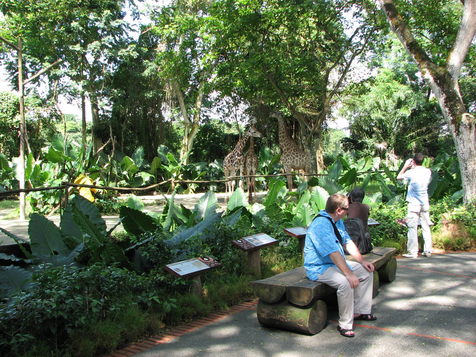 Singapore Zoo 2008 - Visitors in front of the Giraffe exhibit