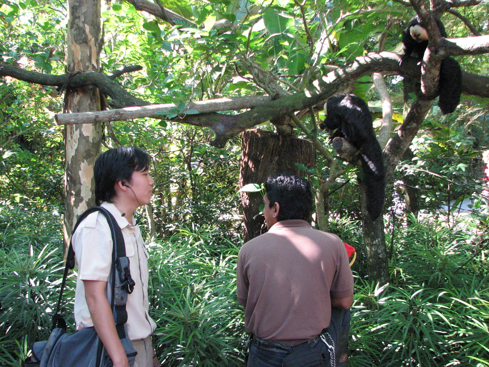 Singapore Zoo 2008 - Visitors view White-faced Sakis at the Treetops Trail