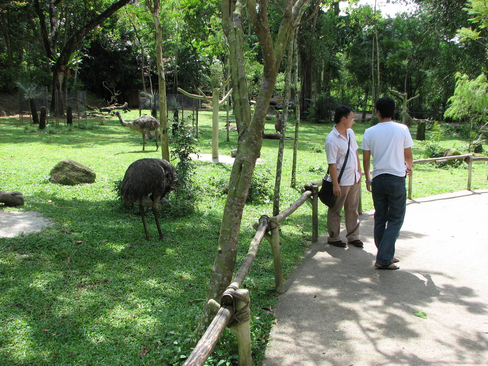 Singapore Zoo 2008 - Walk-through Australian exhibit at the Australian Outb