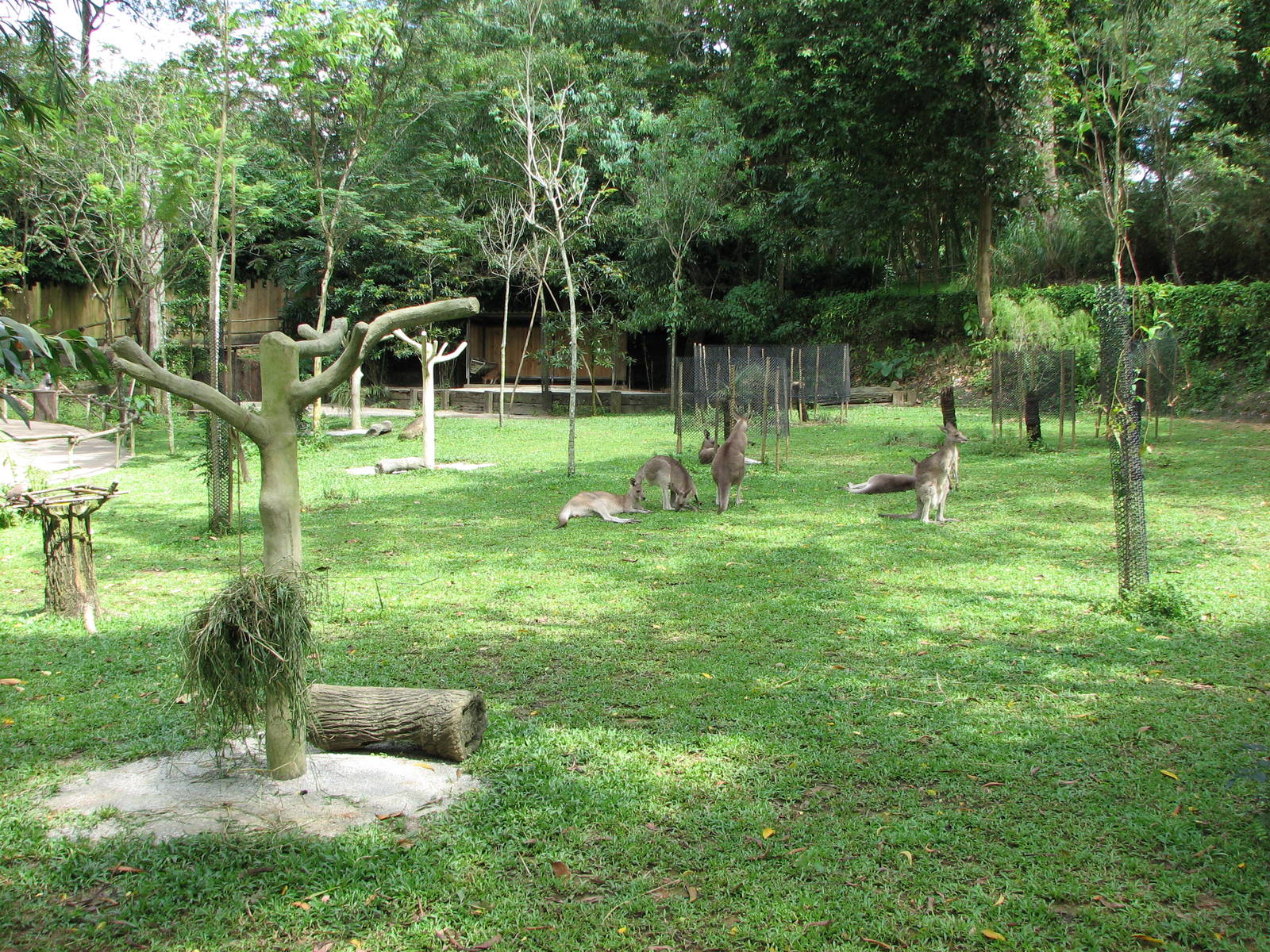 Singapore Zoo 2008 - Walk-through Australian exhibit at the Australian Outb