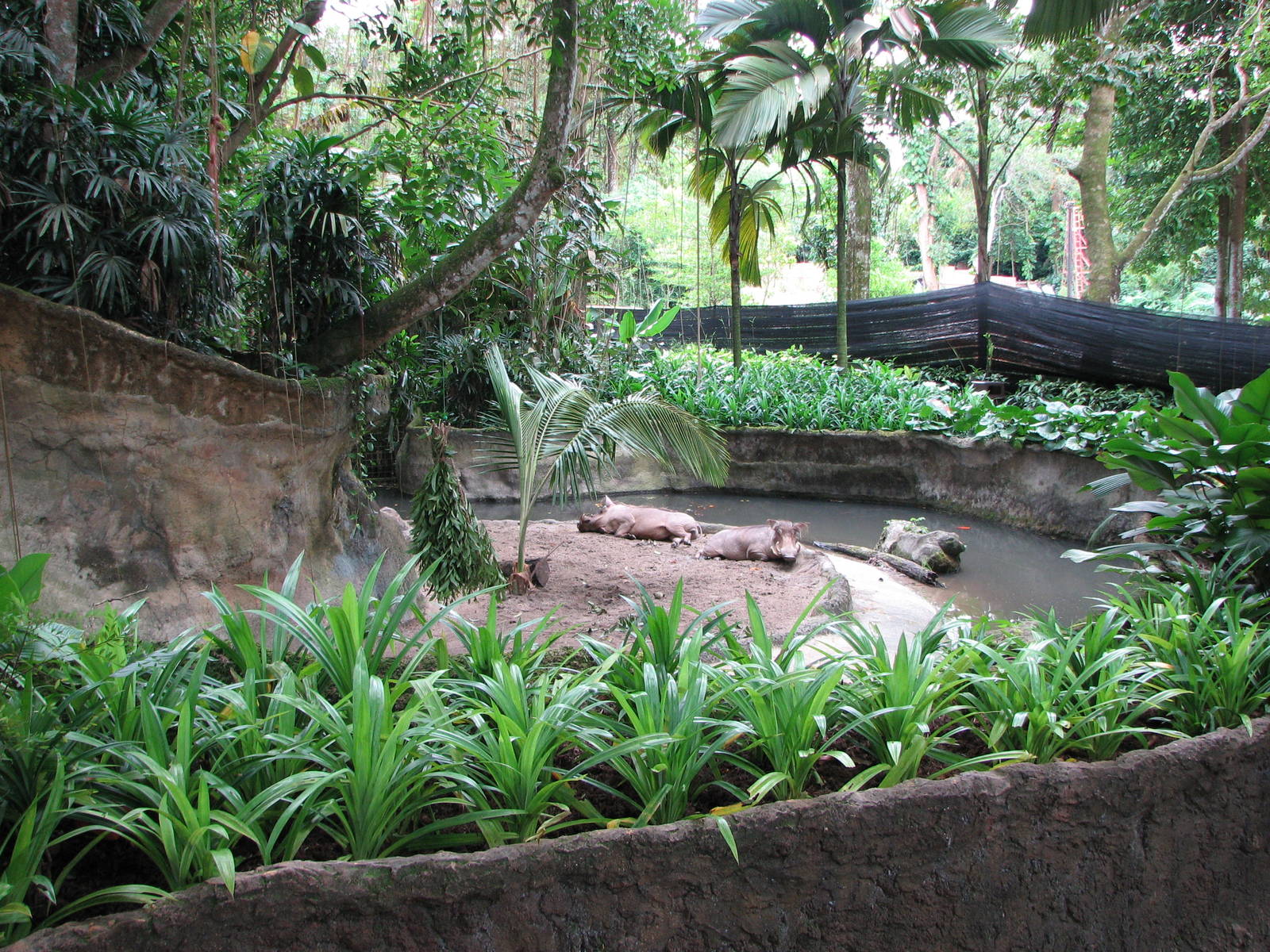 Singapore Zoo 2008 - Warthog exhibit from the left