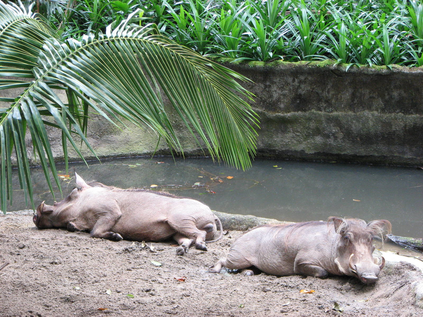 Singapore Zoo 2008 - Warthogs