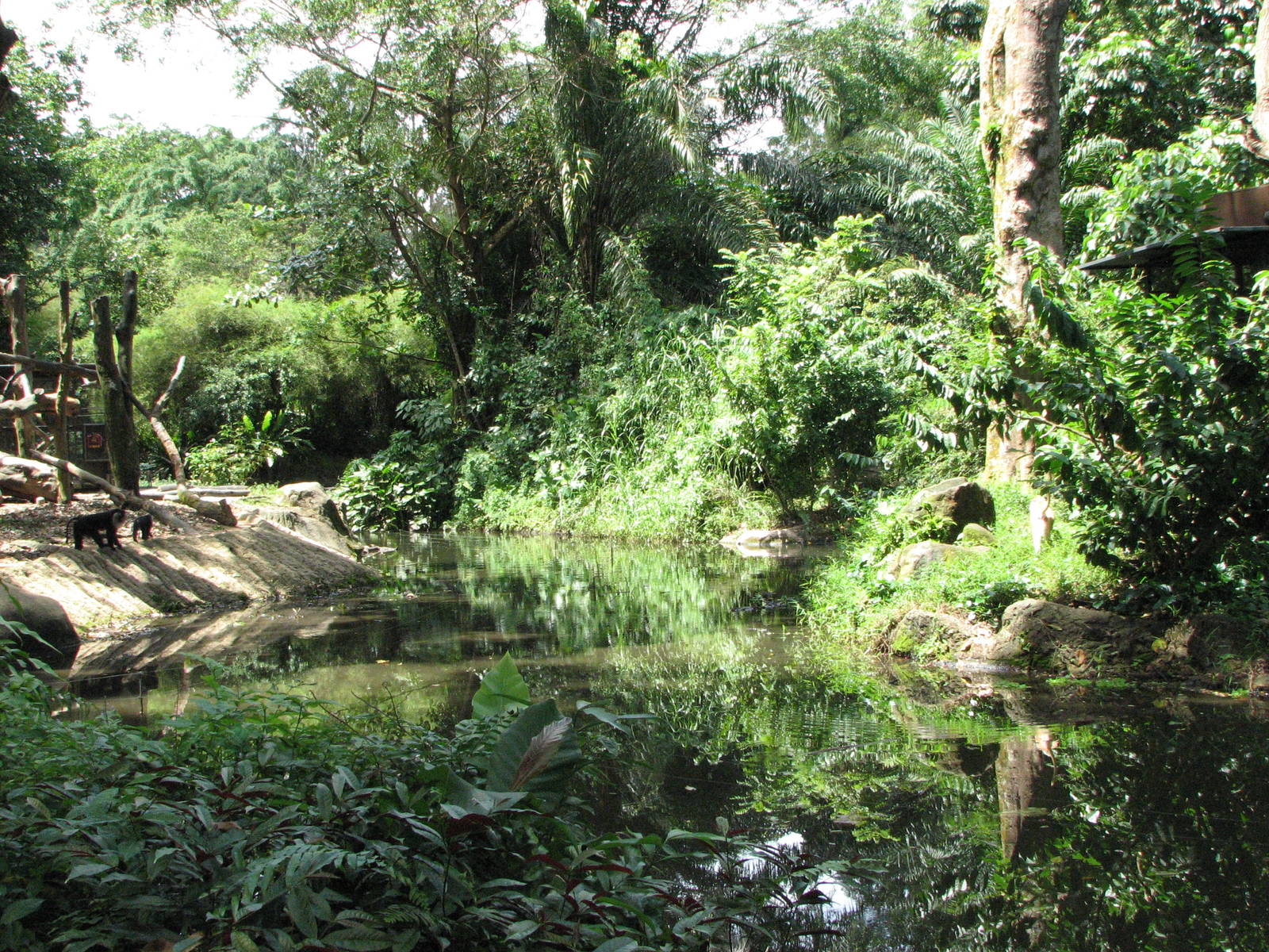 Singapore Zoo 2008 - Water moat in Primate Kingdom