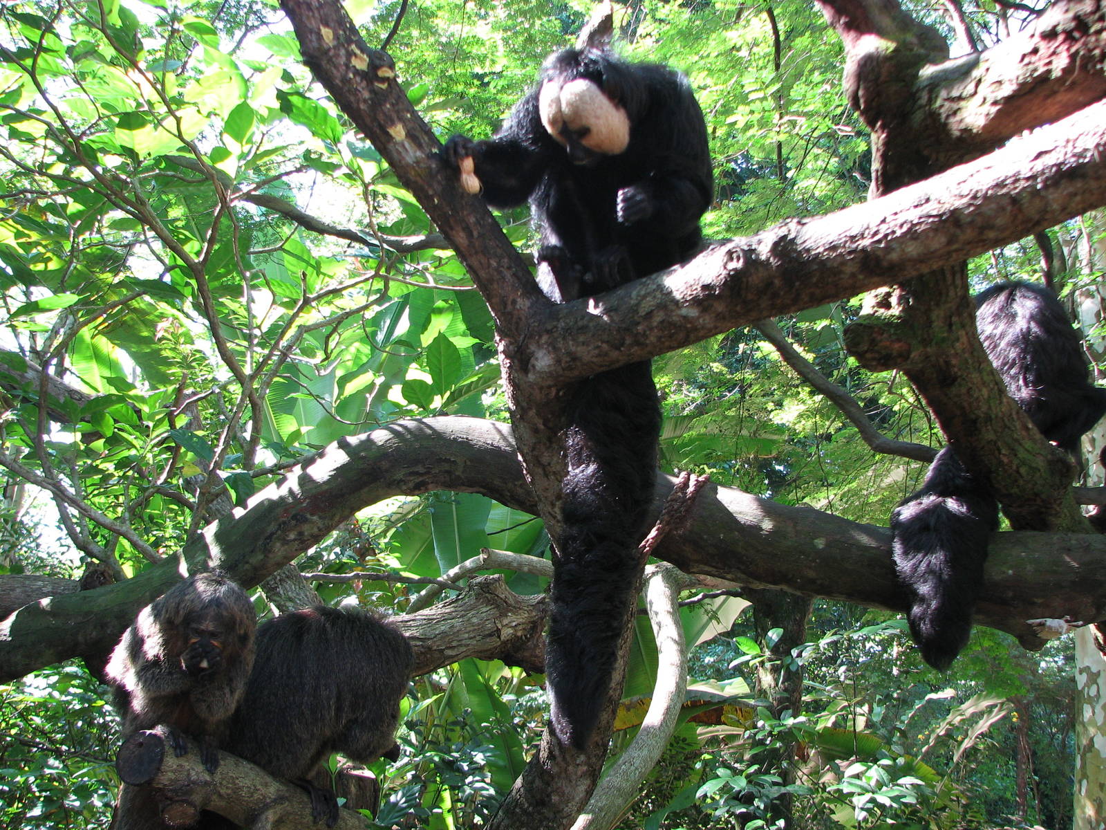Singapore Zoo 2008 - White-faced Sakis at the Treetops Trail