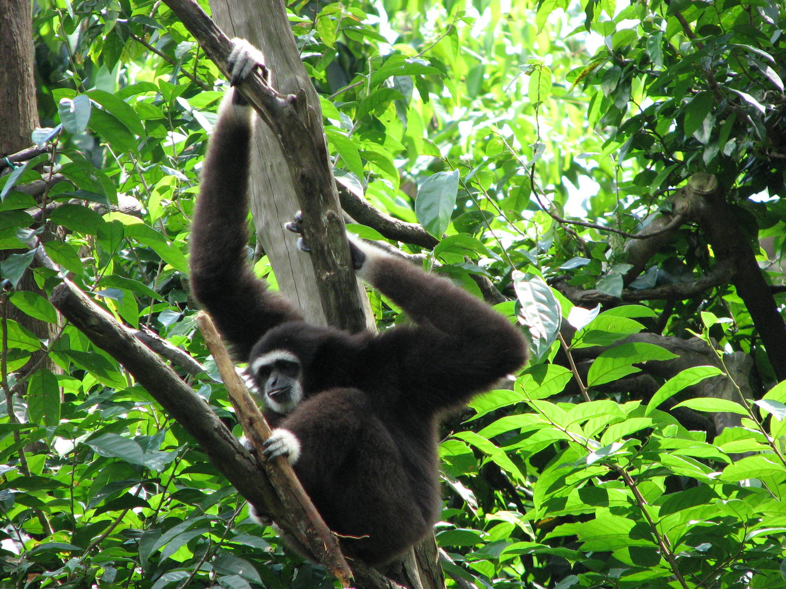 Singapore Zoo 2008 - White-handed Gibbon in Treetops Trail