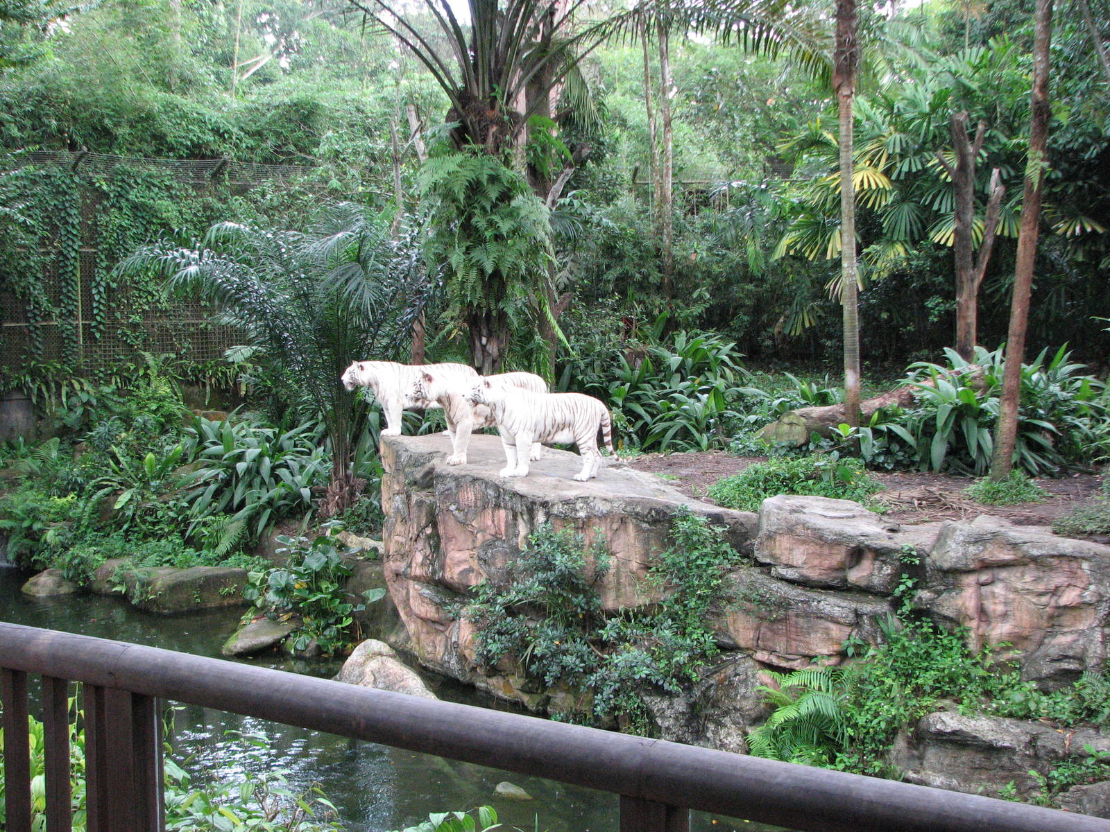 Singapore Zoo 2008 - White Tiger exhibit