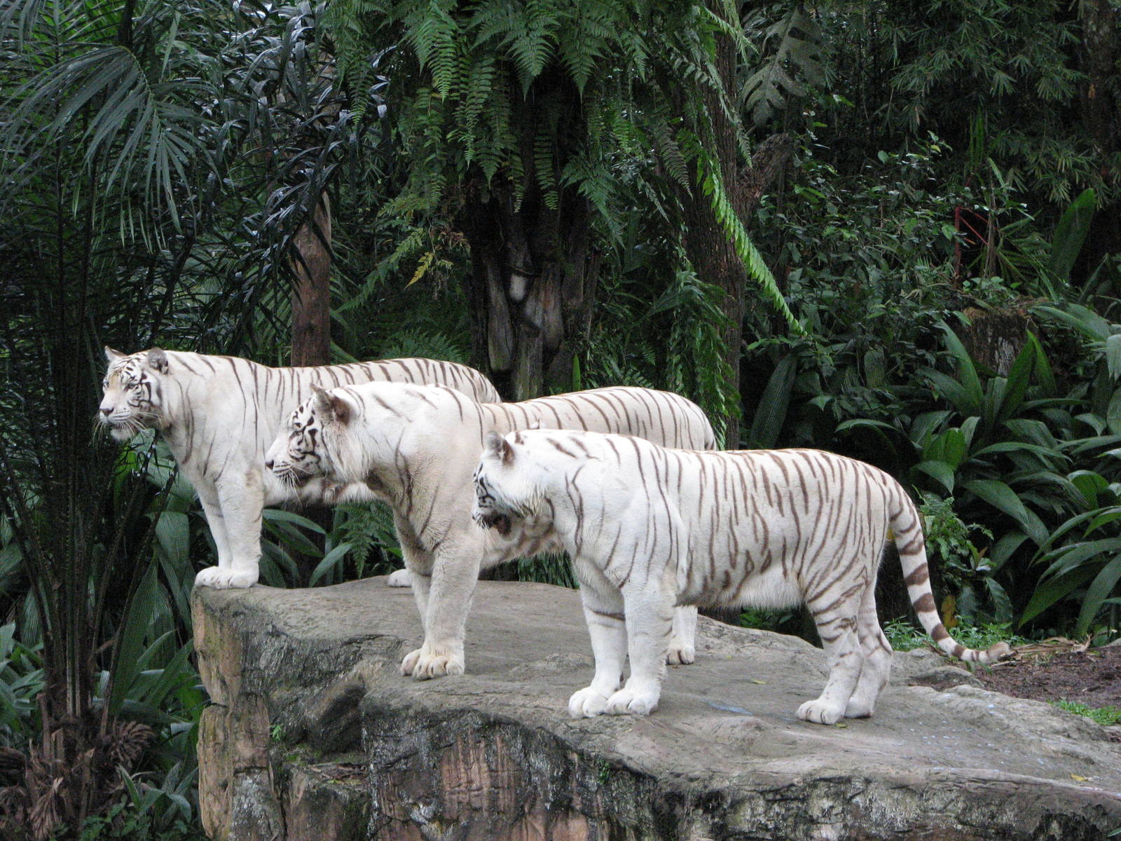 Singapore Zoo 2008 - White Tiger triplets