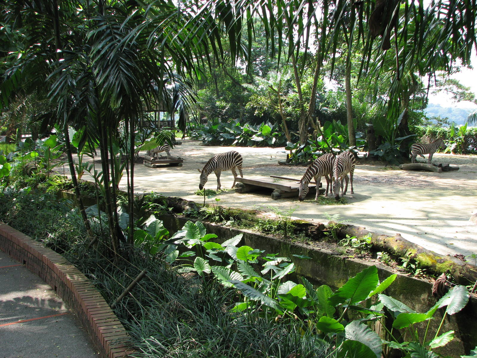 Singapore Zoo 2008 - Zebra exhibit in Wild Africa