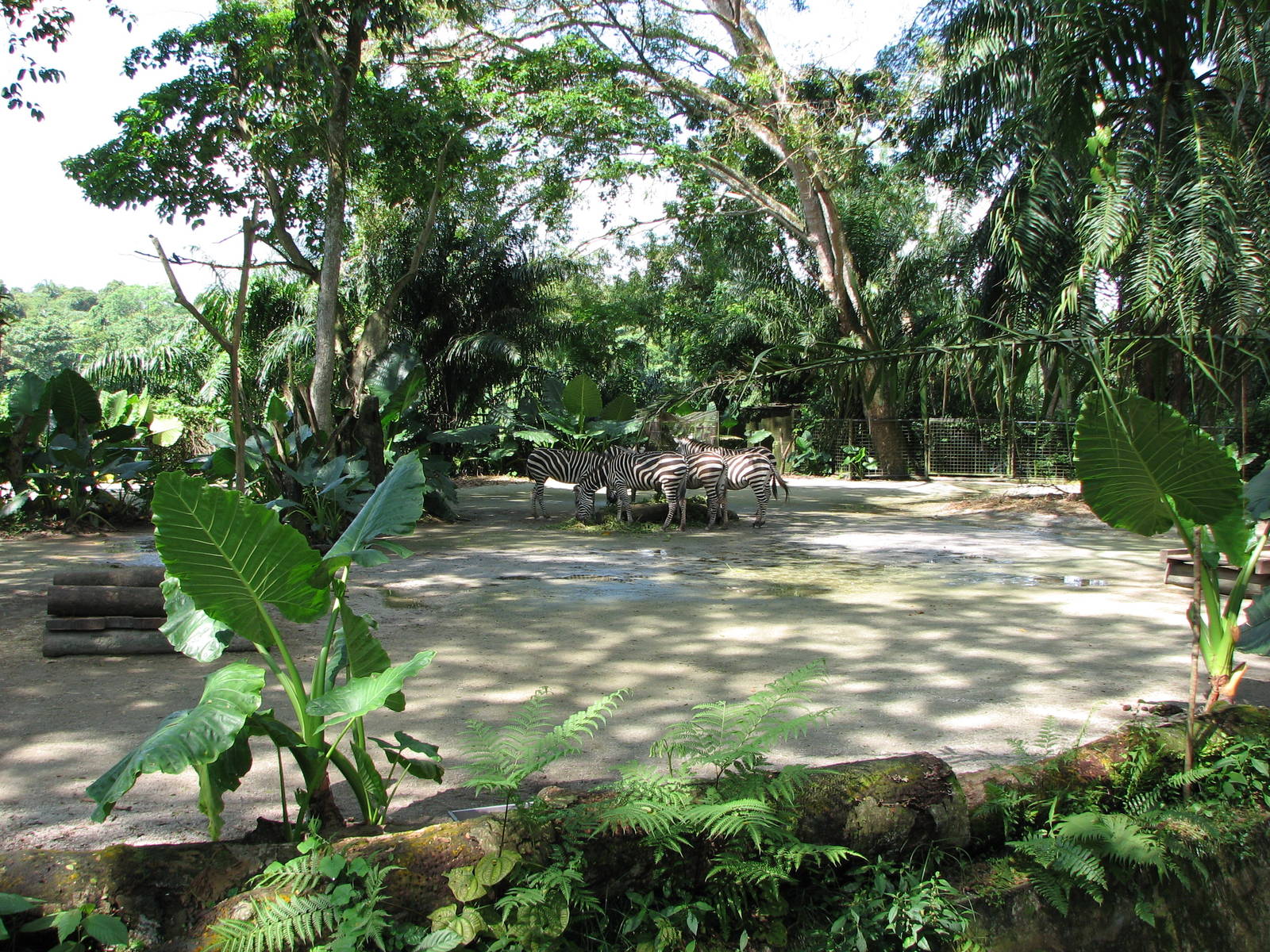 Singapore Zoo 2008 - Zebra exhibit