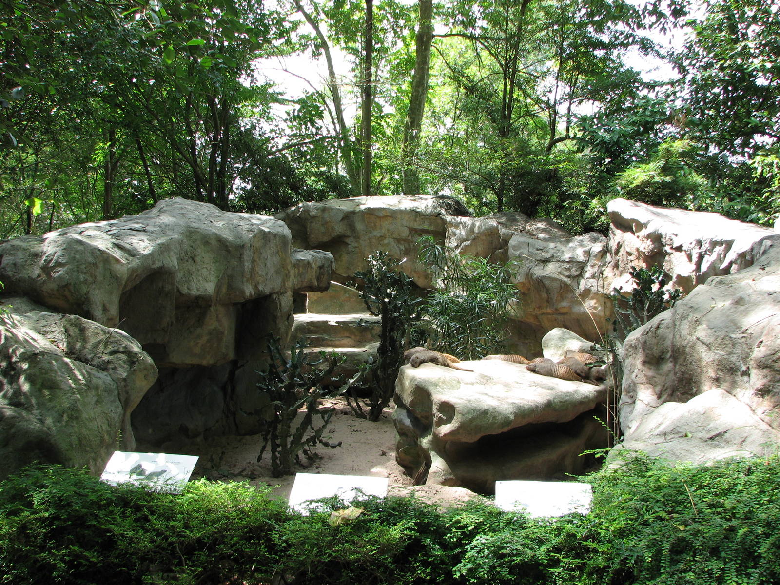 Singapore Zoo 2008 - Zebra Mongoose exhibit in the Great Rift Valley of Eth