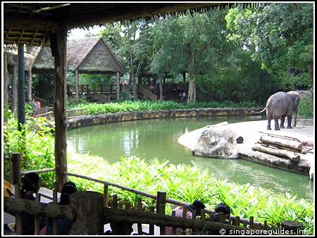 Singapore Zoo Asian Elephant exhibit