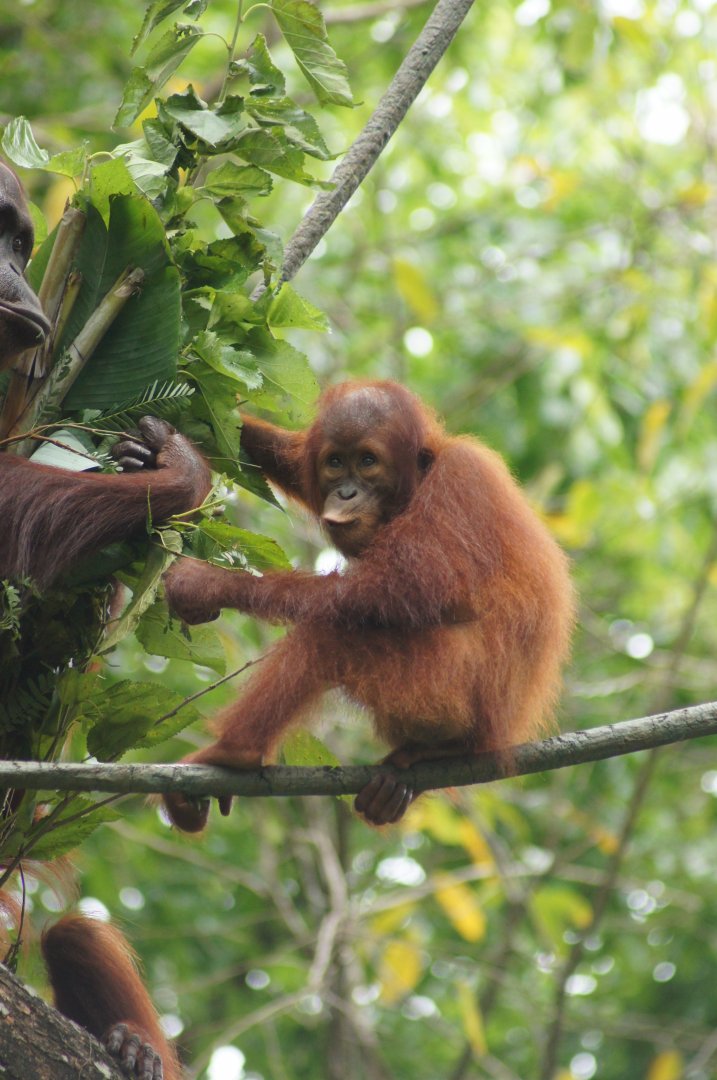 Singapore Zoo | Bornean Orangutan