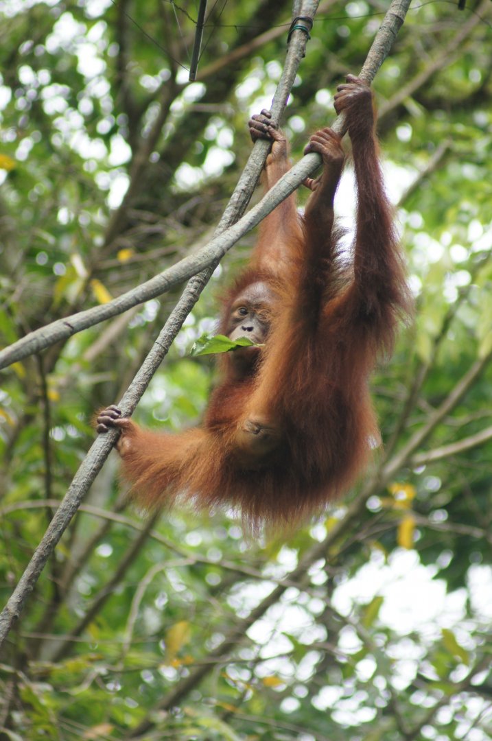 Singapore Zoo | Bornean Orangutan