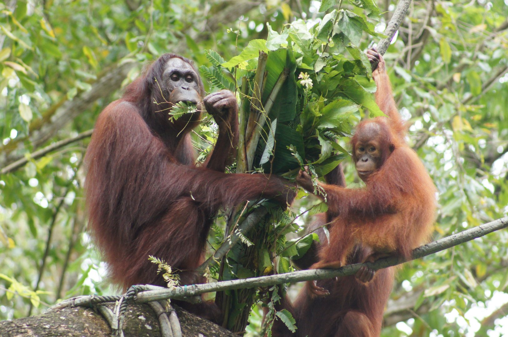 Singapore Zoo | Bornean Orangutans