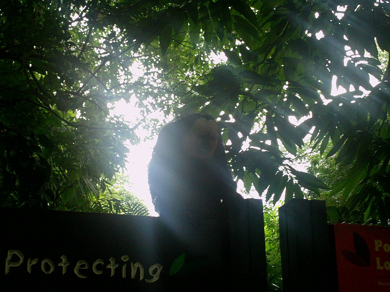 Singapore Zoo: circa 2010