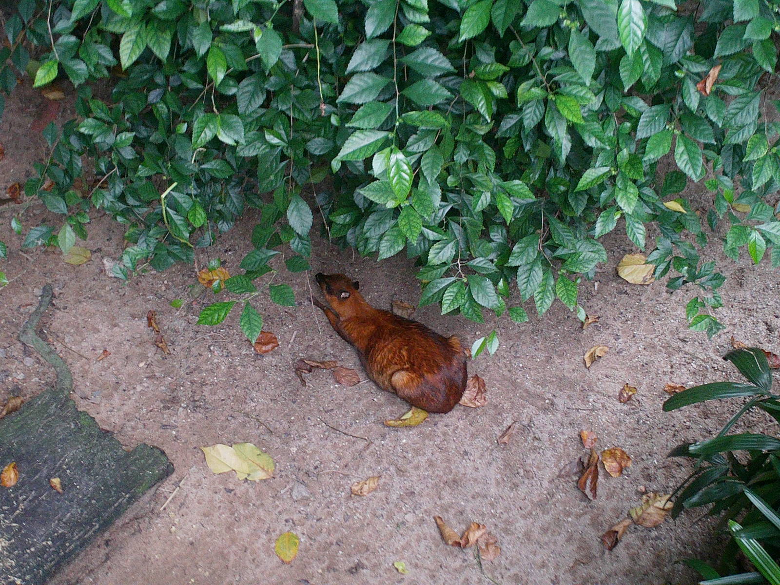 Singapore Zoo: circa 2010