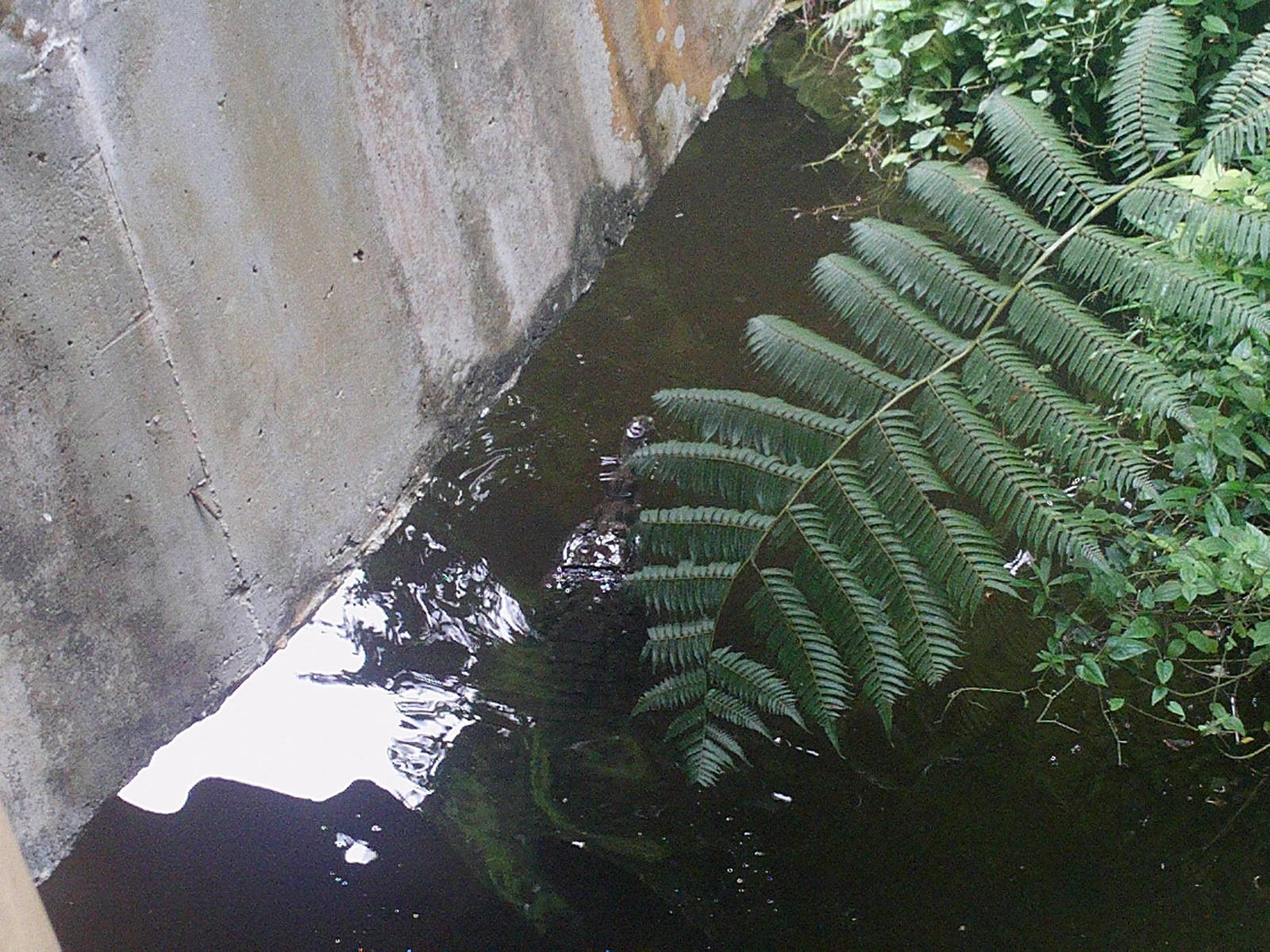 Singapore Zoo: circa 2010