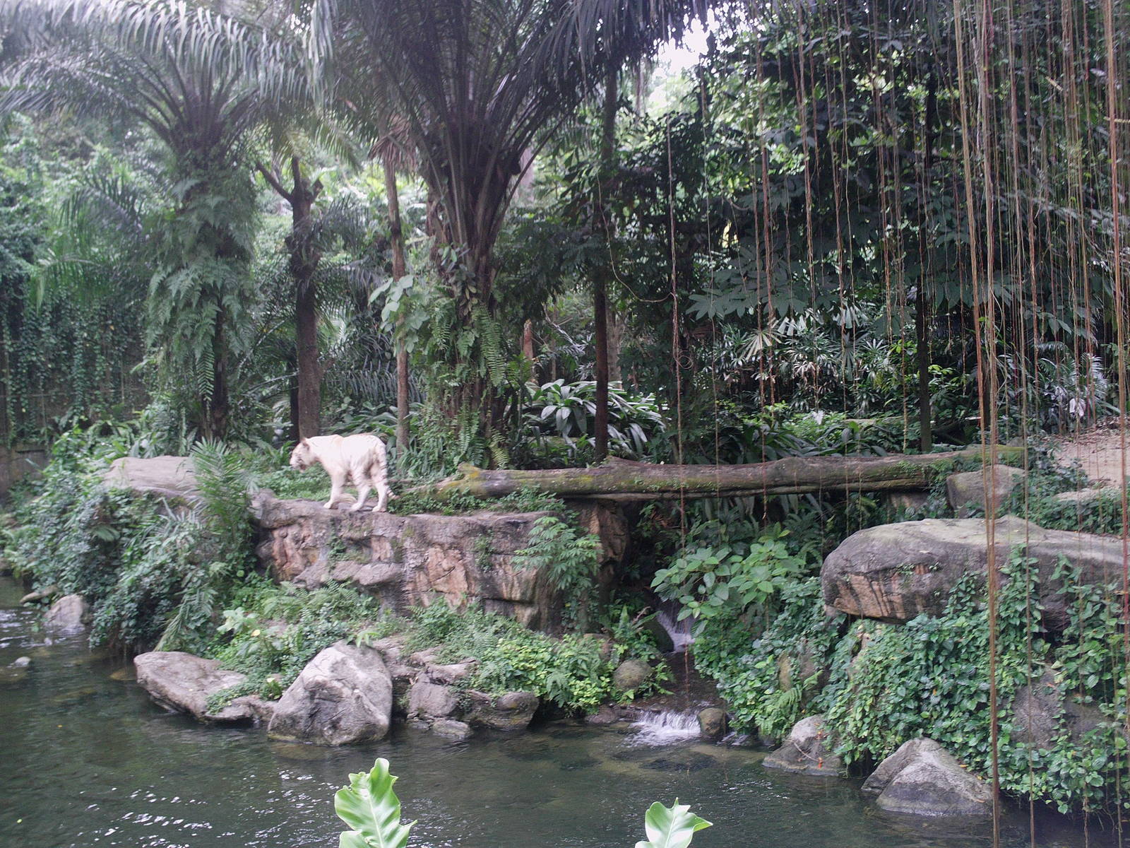 Singapore Zoo: circa 2010