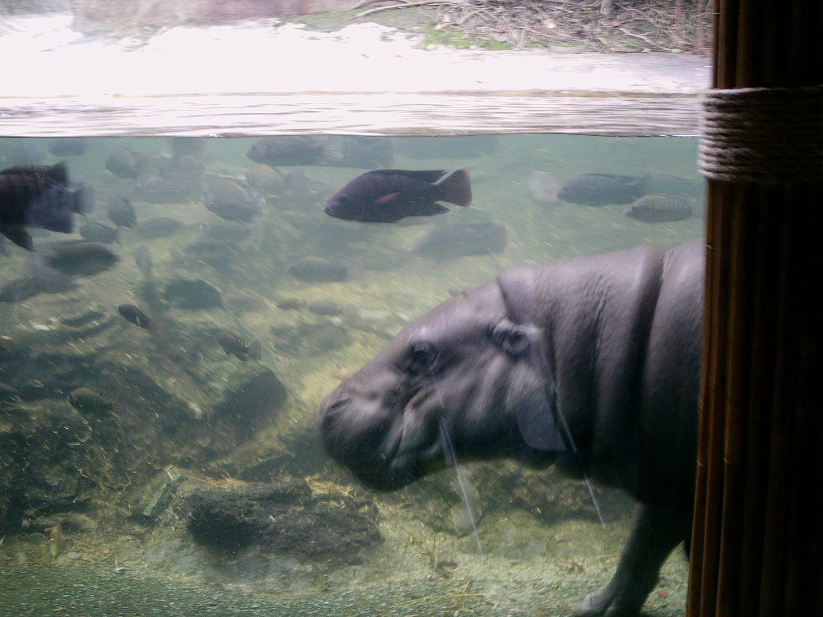 Singapore Zoo: circa 2010