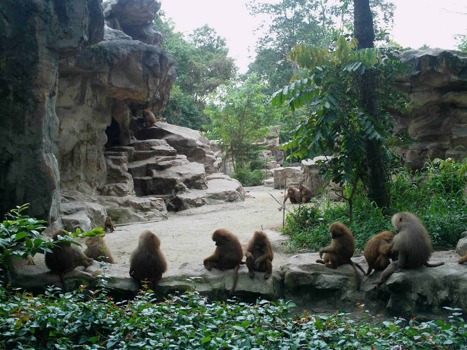 Singapore Zoo: circa 2010