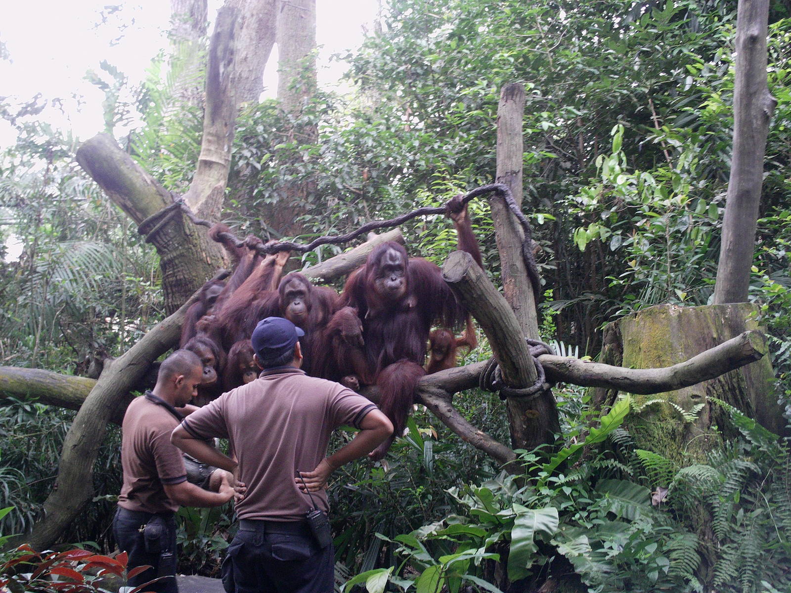 Singapore Zoo: circa 2010