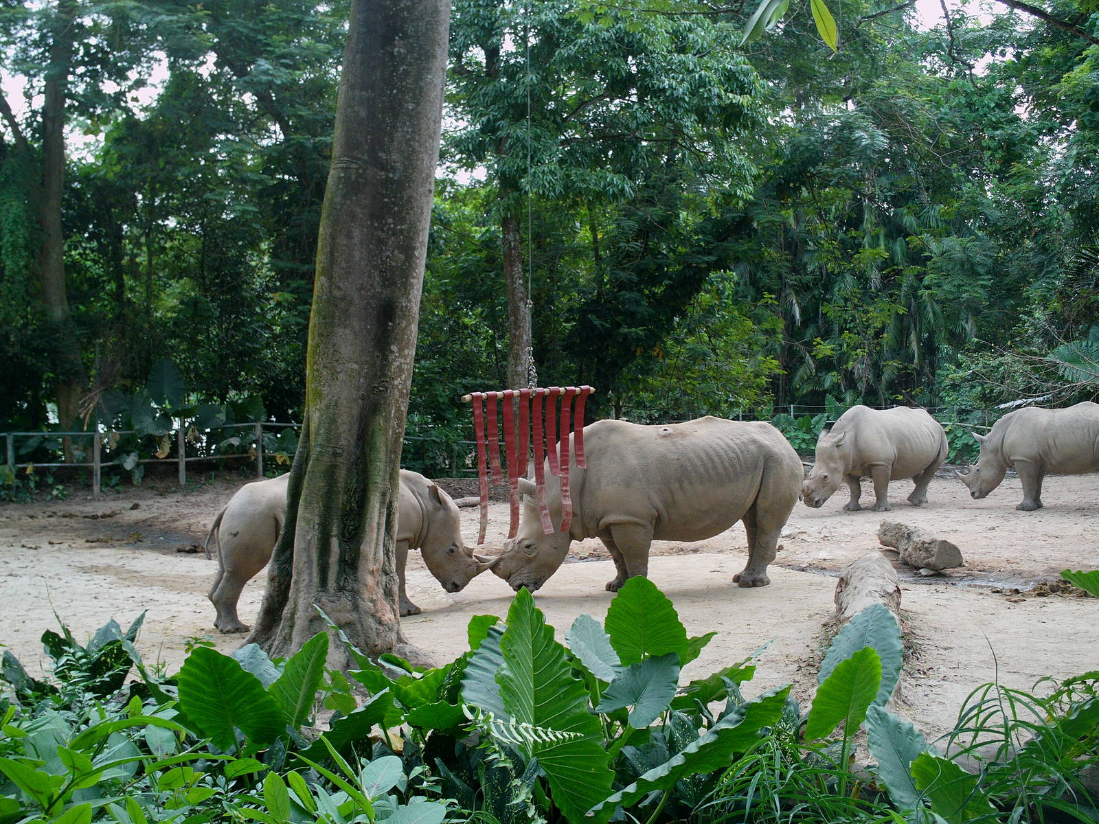 Singapore Zoo: circa 2010