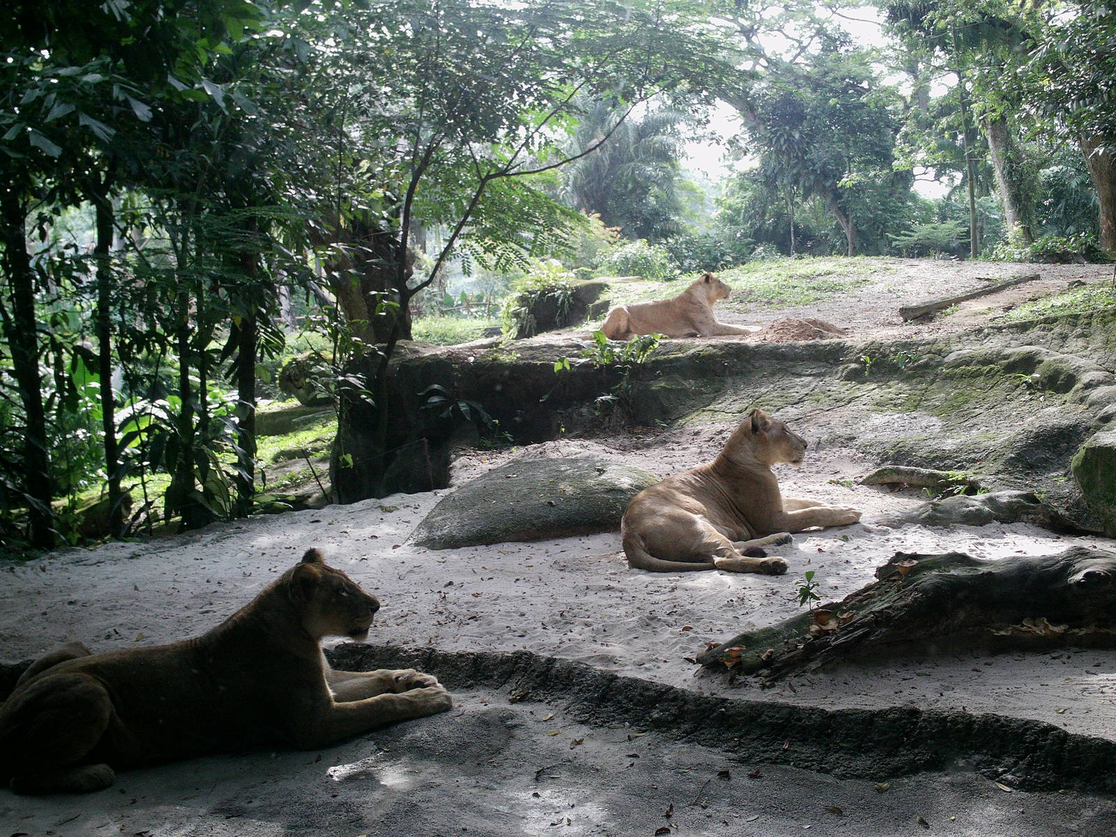 Singapore Zoo: circa 2010