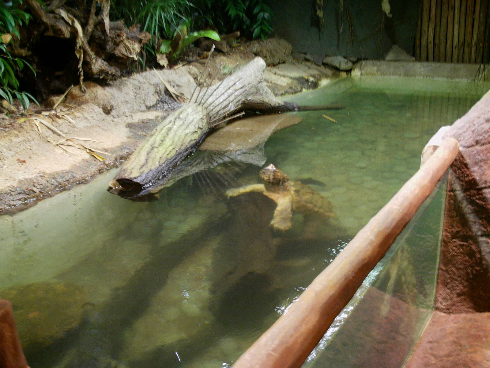 Singapore Zoo: circa 2010