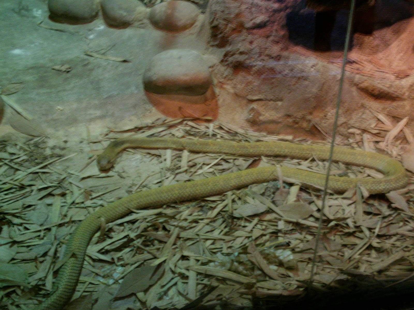 Singapore Zoo: circa 2010