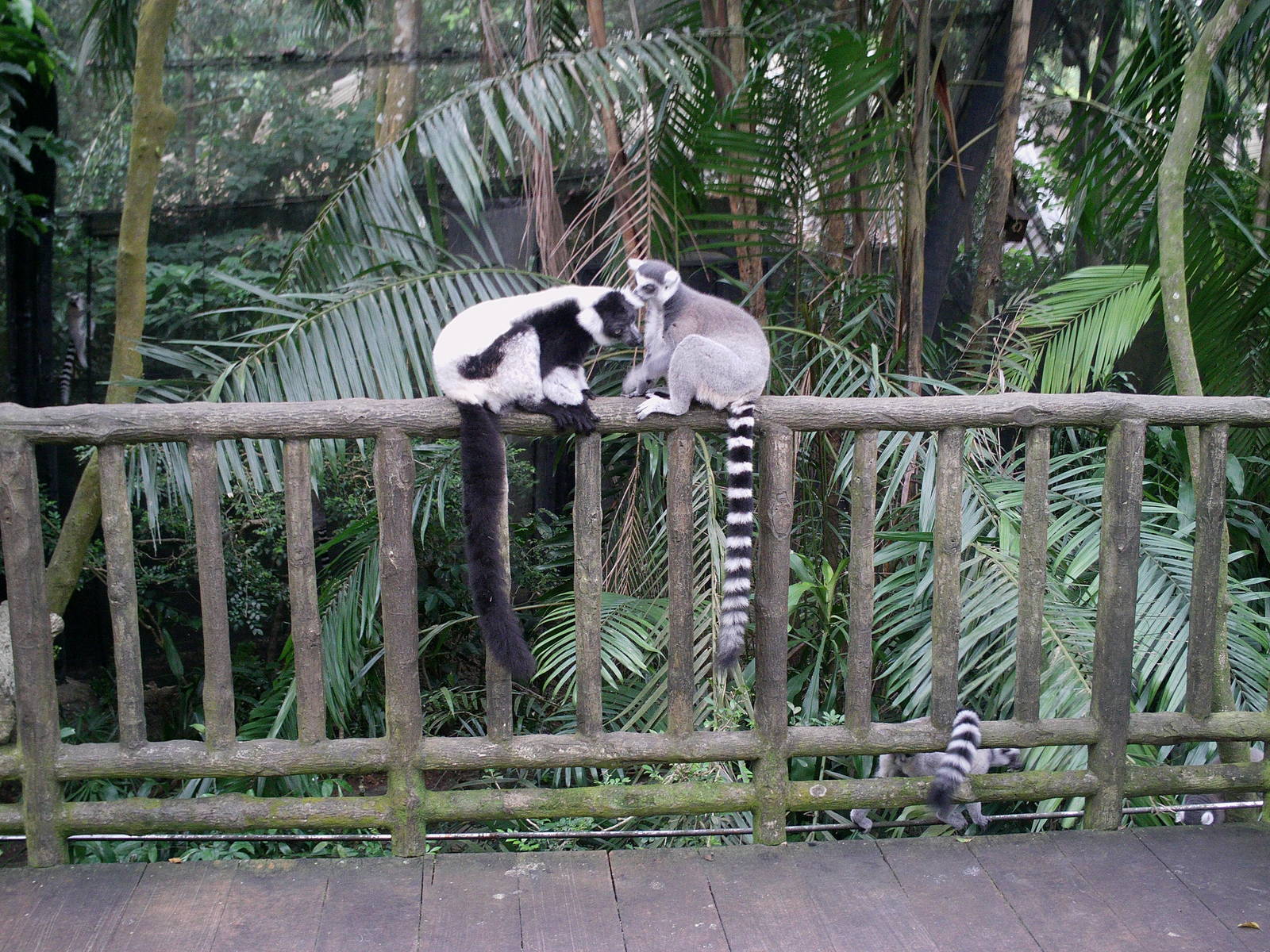 Singapore Zoo: circa 2010
