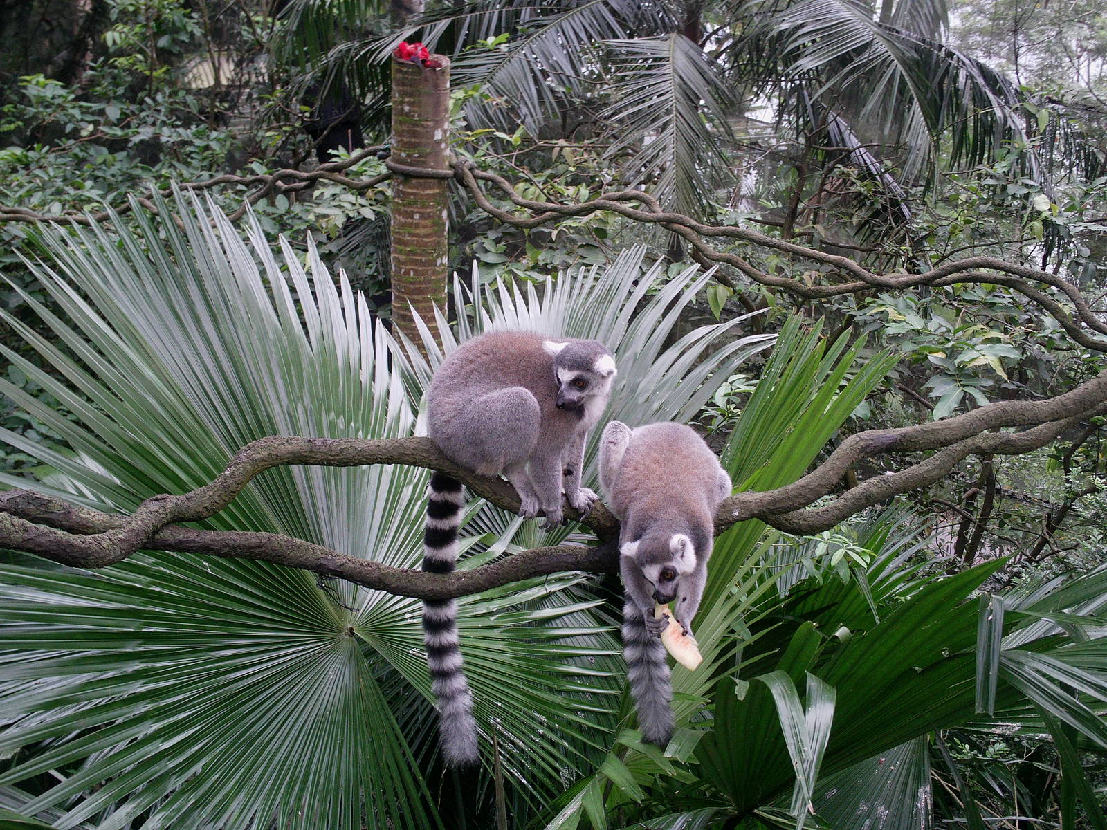 Singapore Zoo: circa 2010