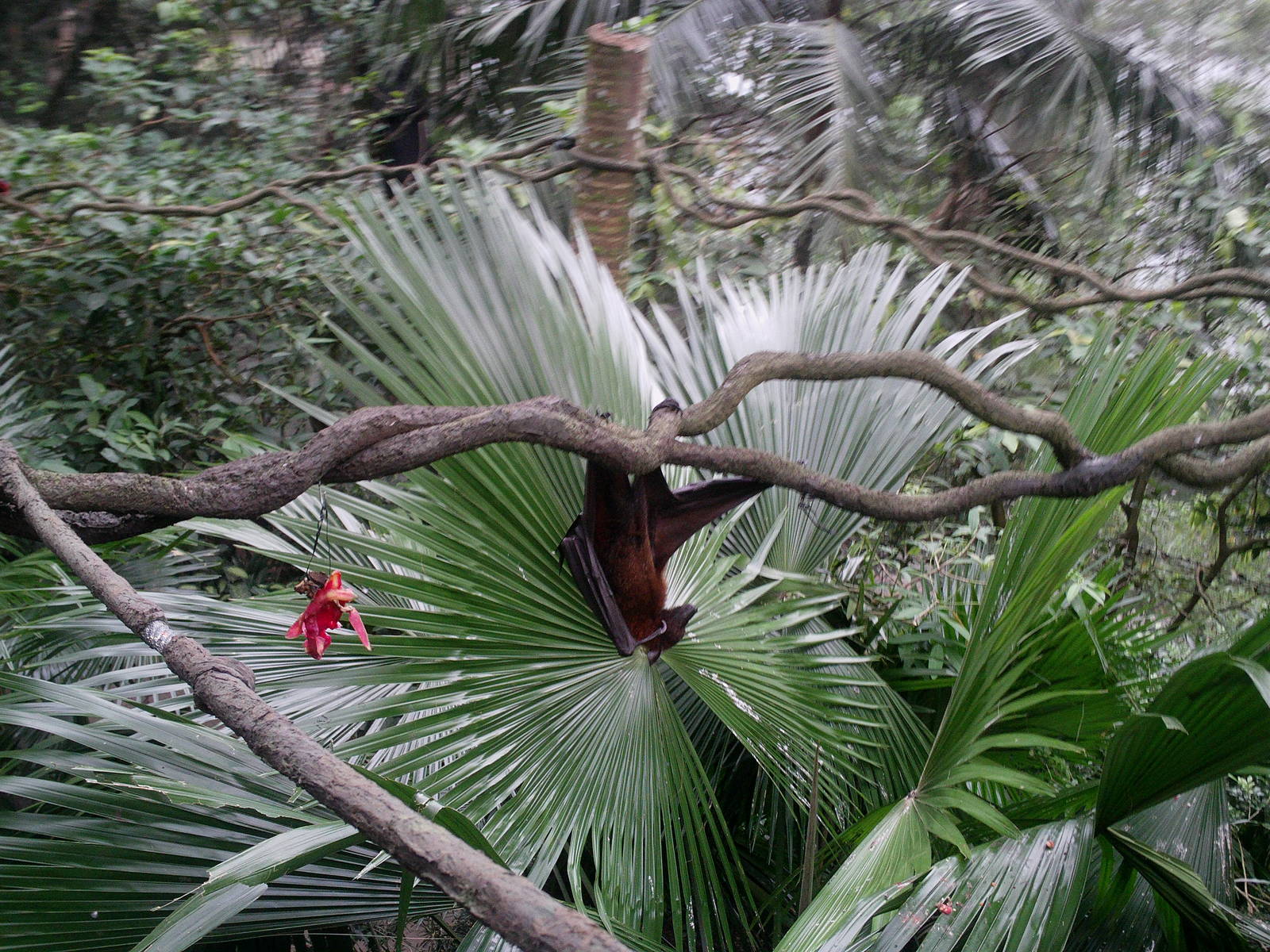 Singapore Zoo: circa 2010