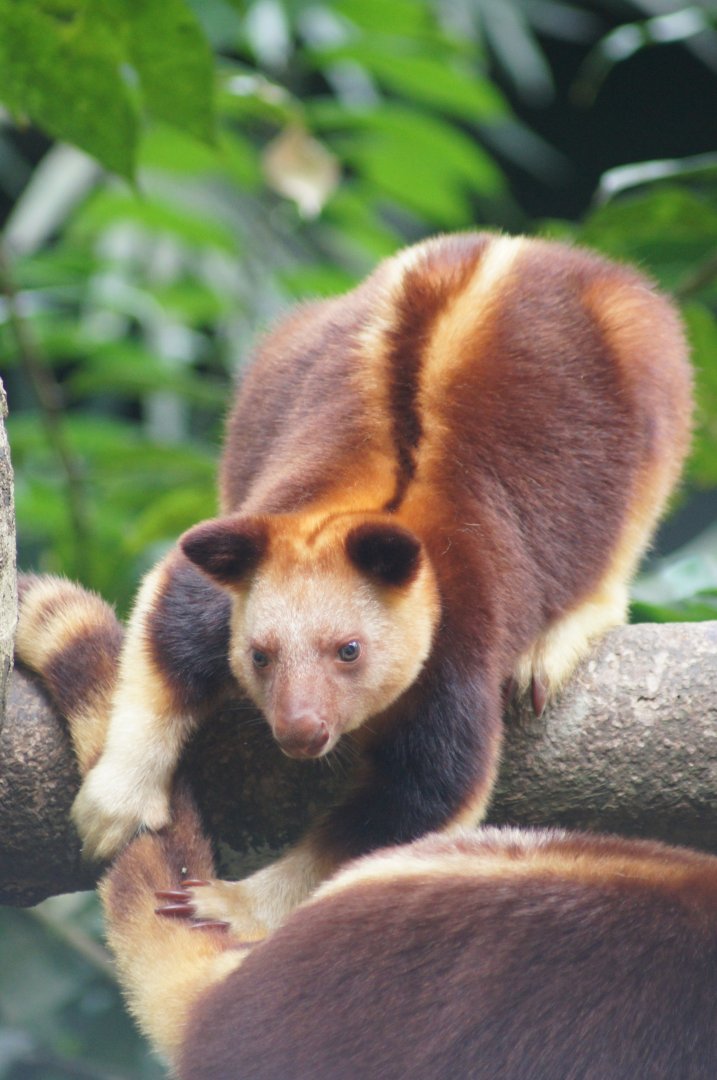 Singapore Zoo | Goodfellow's Tree Kangaroo