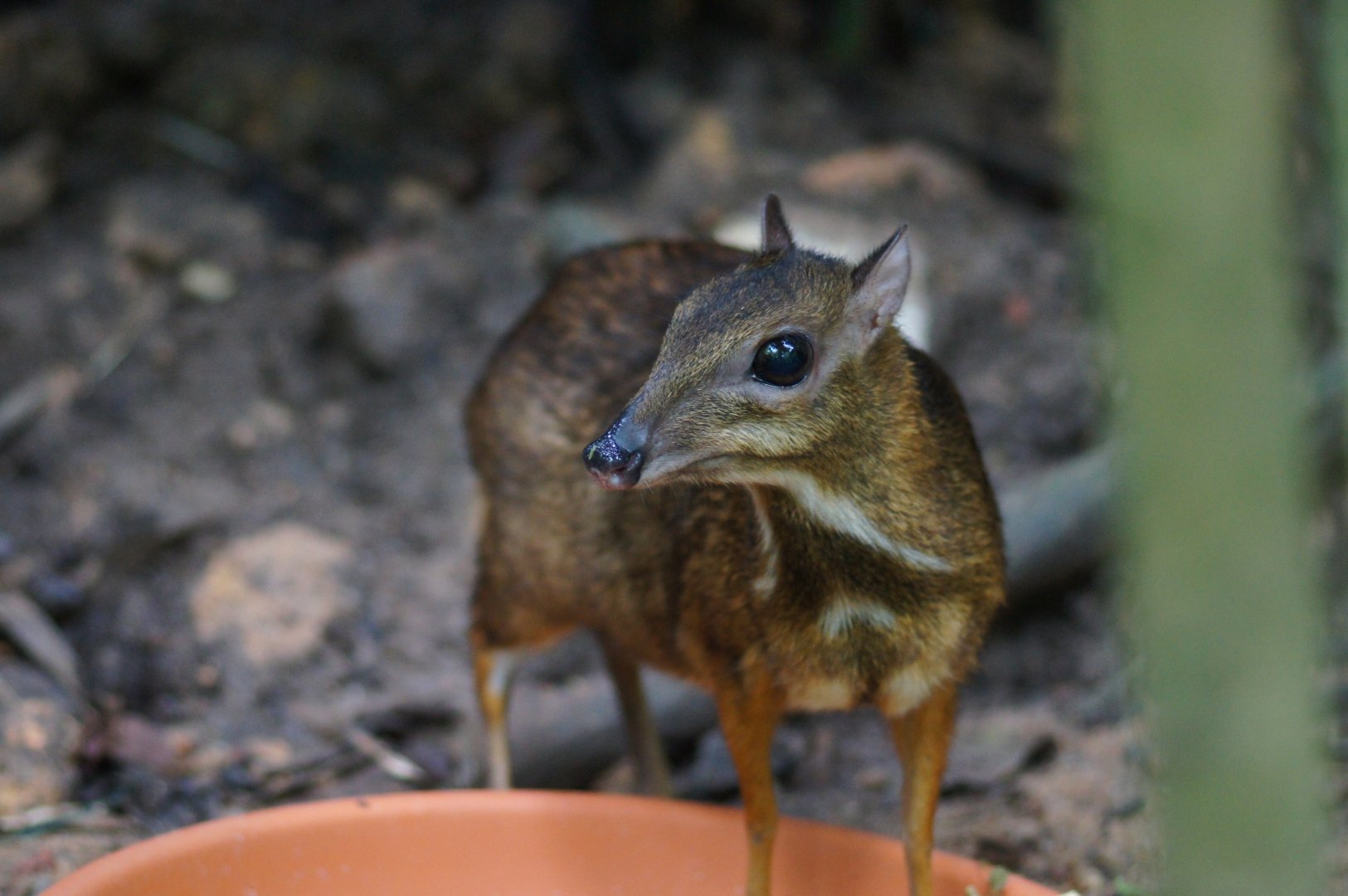 Singapore Zoo | Lesser Mouse Deer