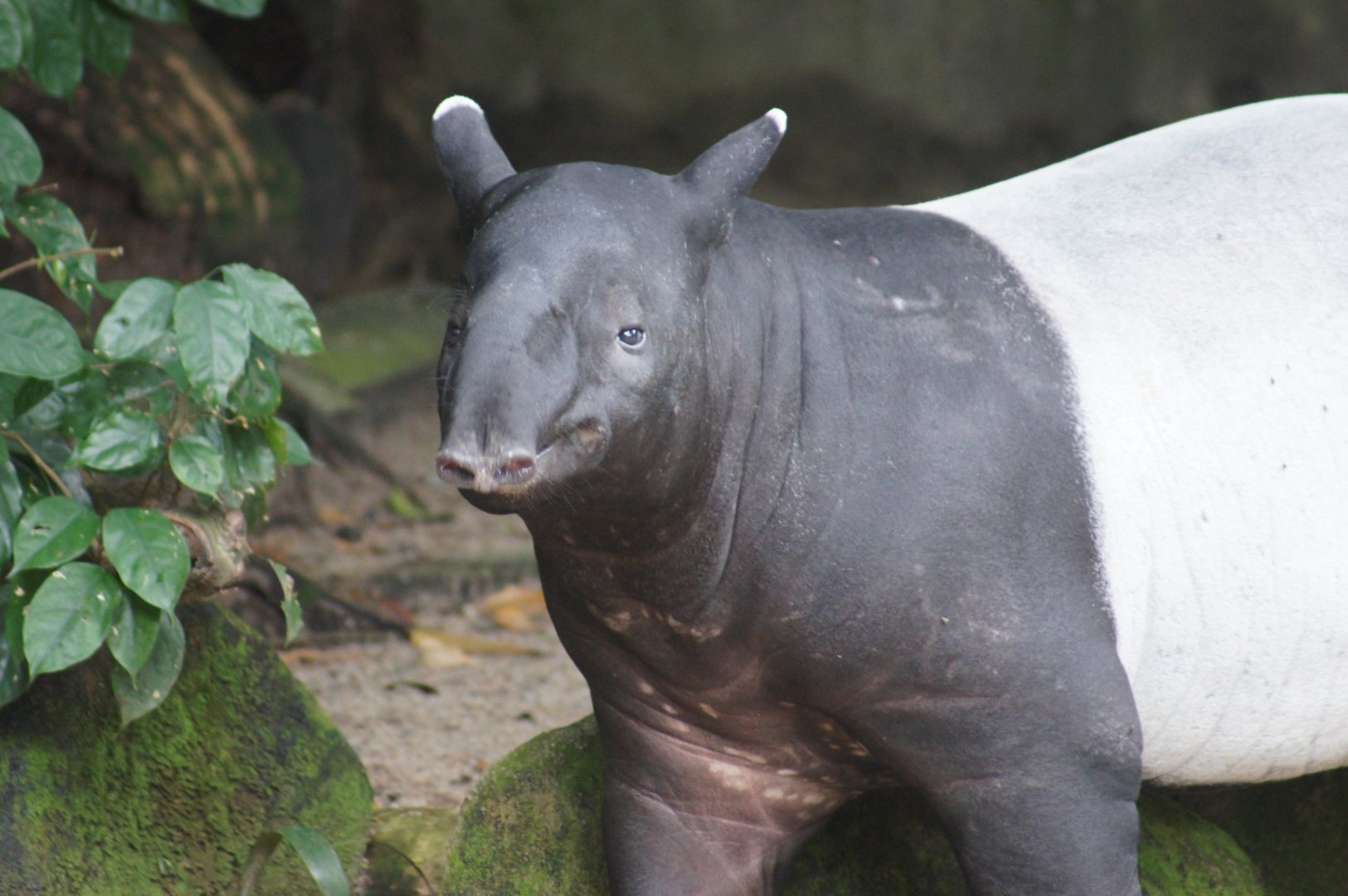 Singapore Zoo | Malayan Tapir