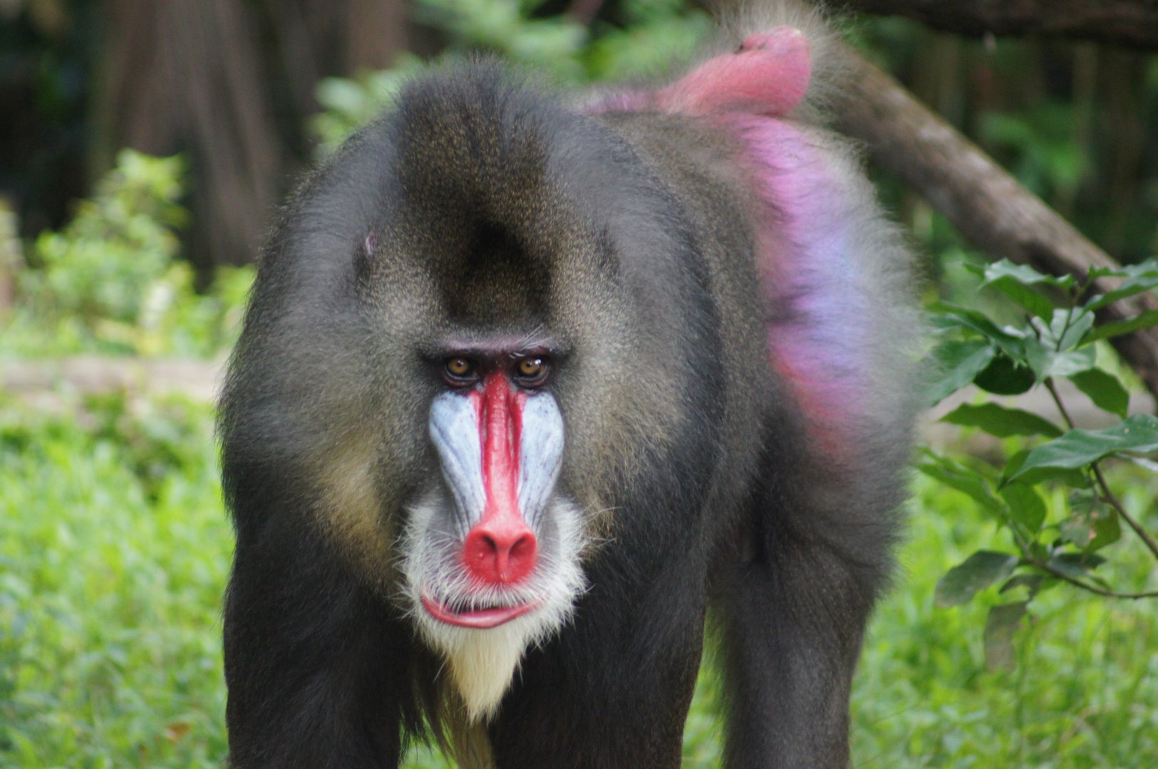 Singapore Zoo | Mandrill