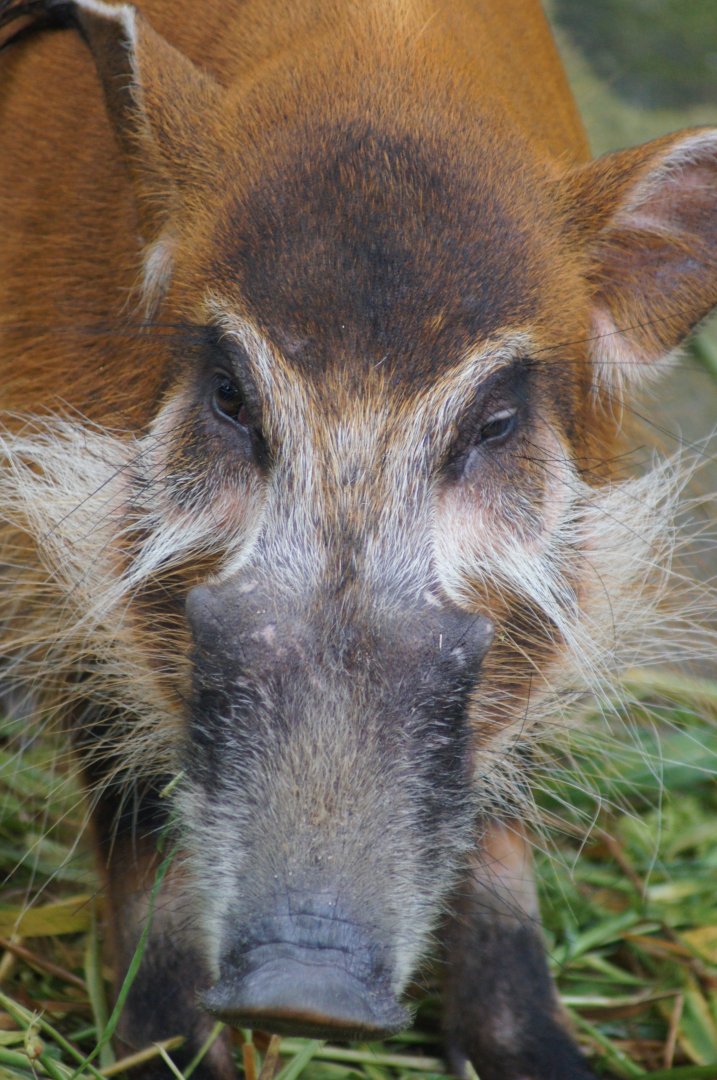 Singapore Zoo | Red River Hog