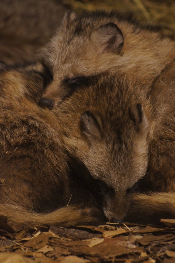 Singapore Zoo | Sleeping Raccoon Dogs