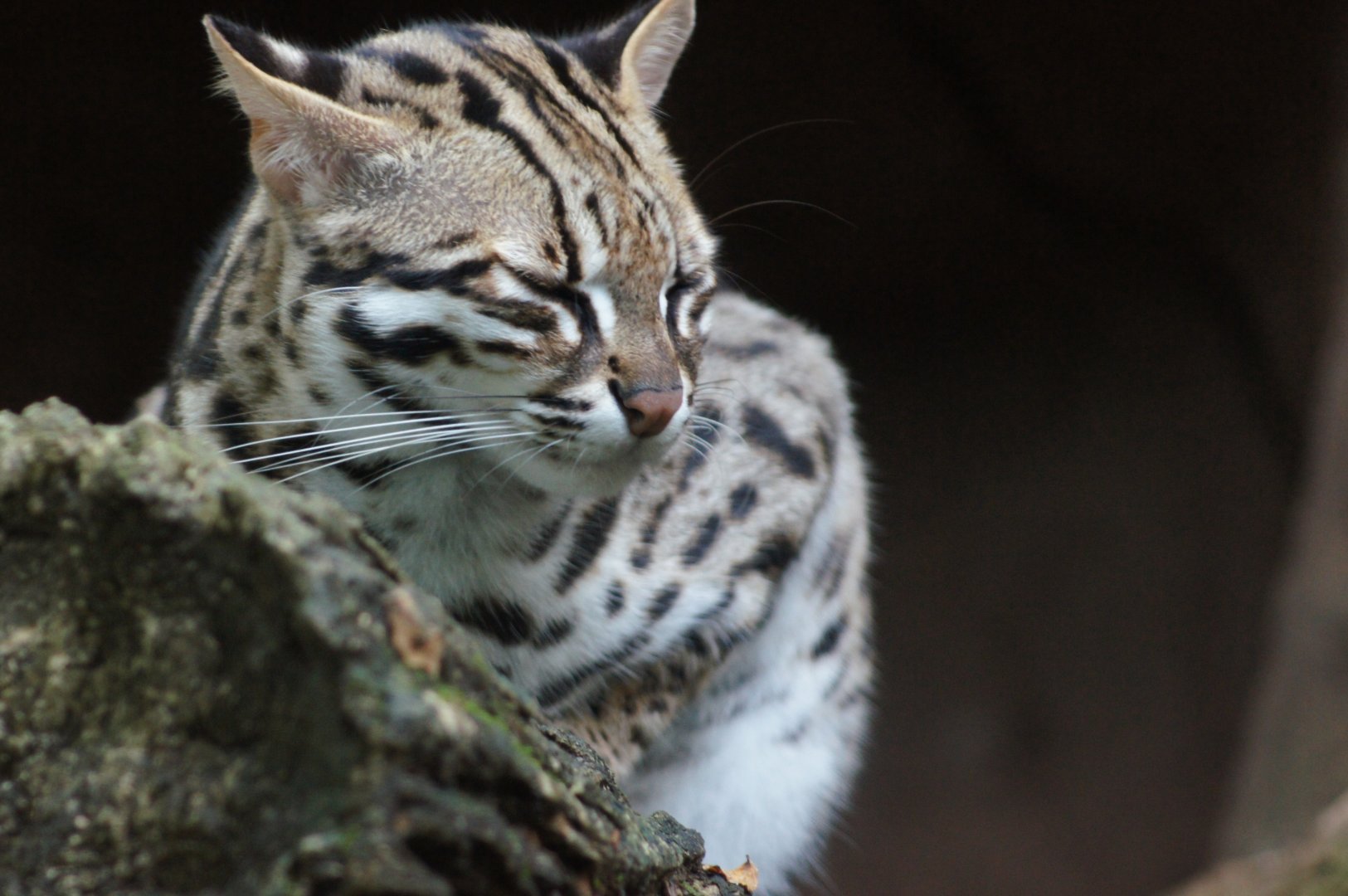Singapore Zoo | Small Cat Species