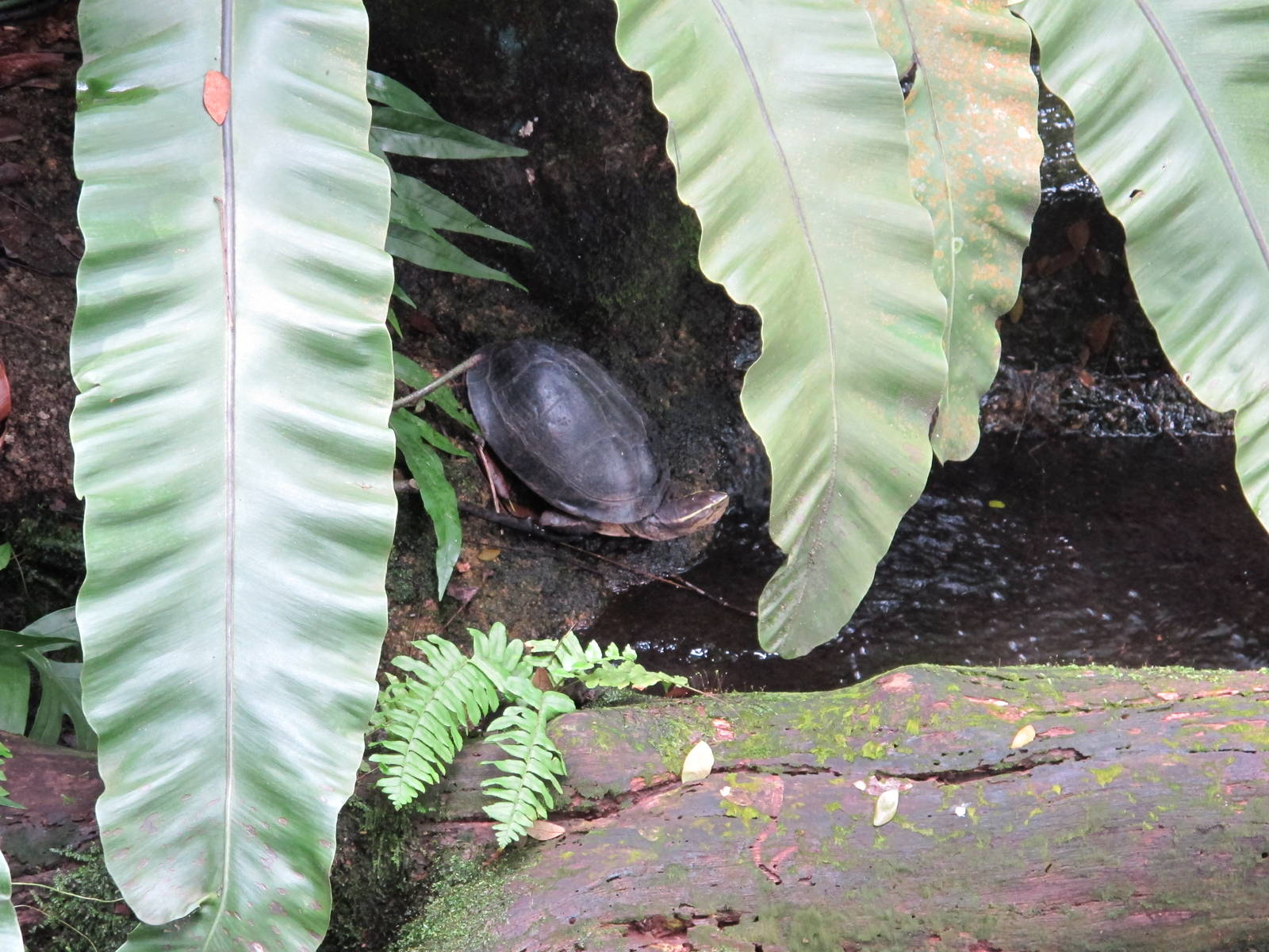Singapore Zoo - Turtle ID