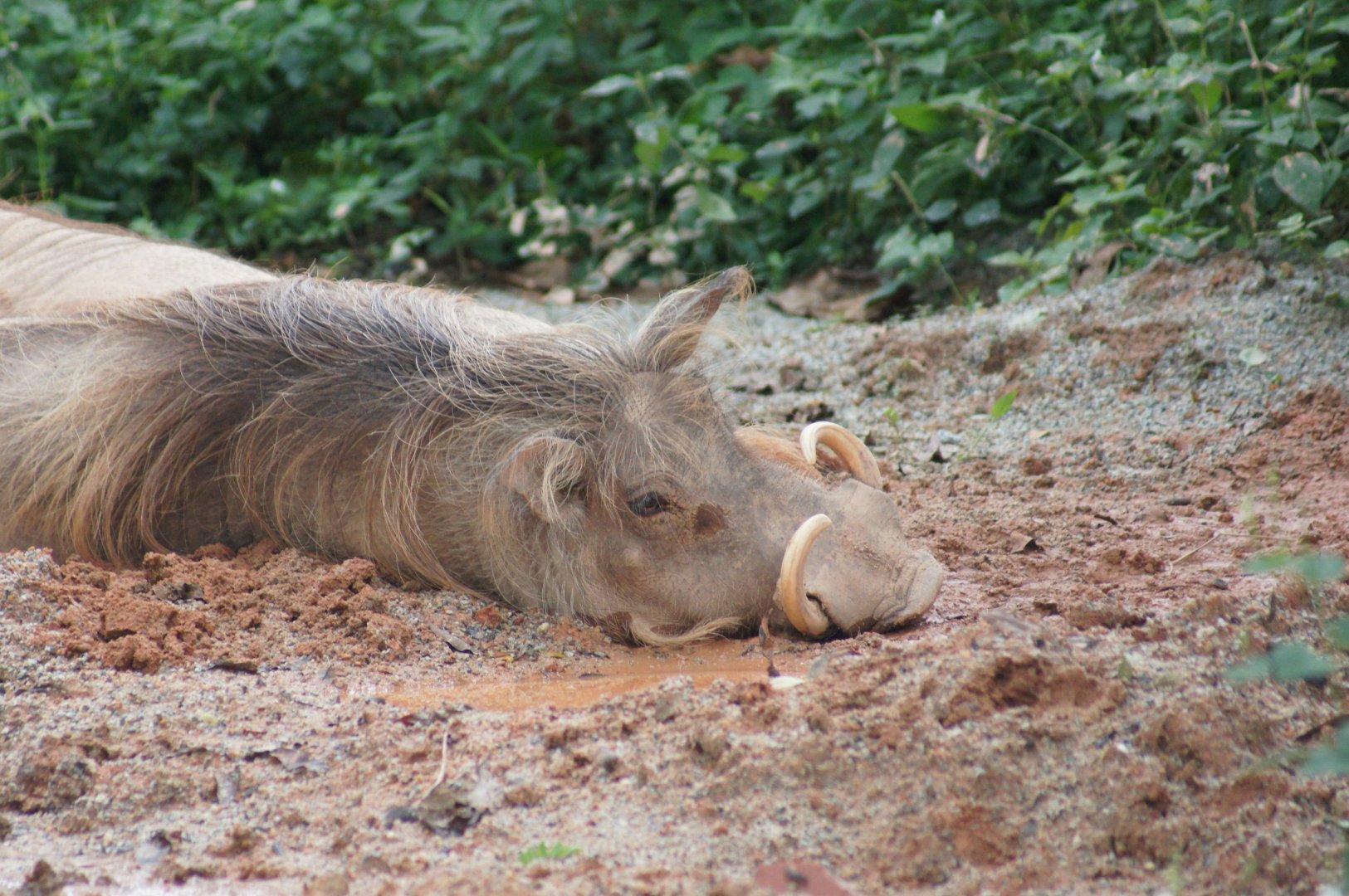 Singapore Zoo | Warthog