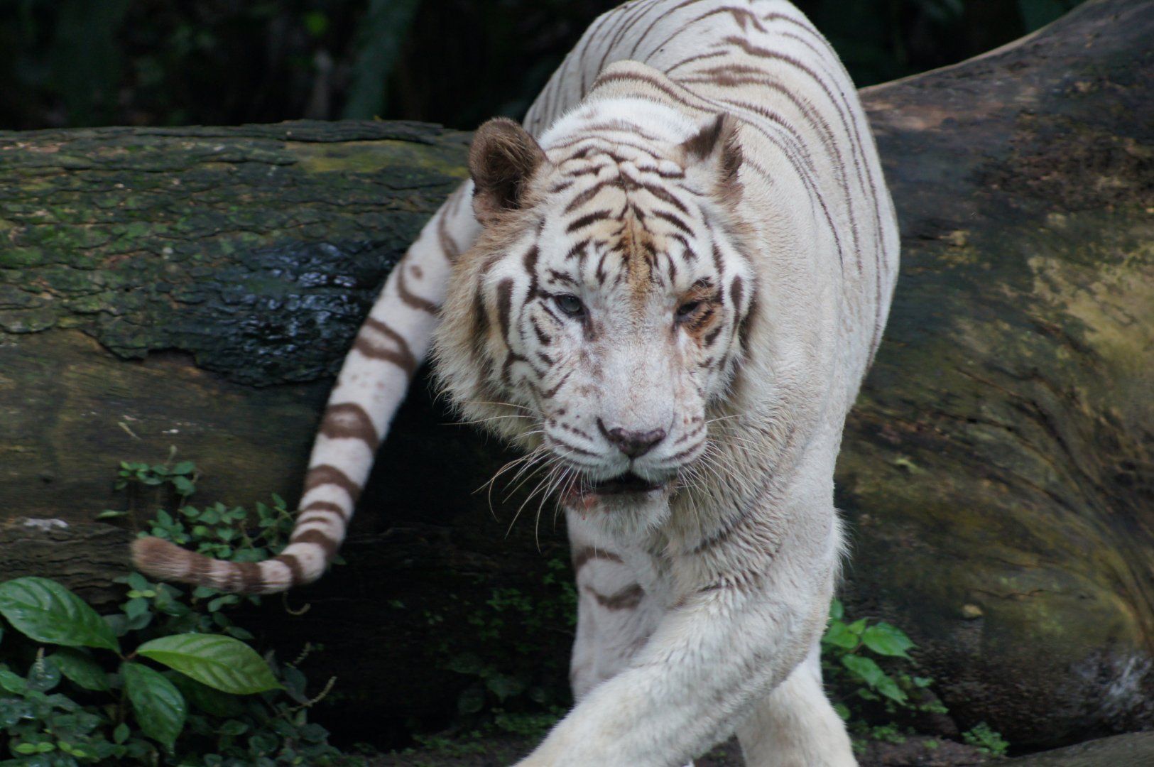 Singapore Zoo | White Tiger