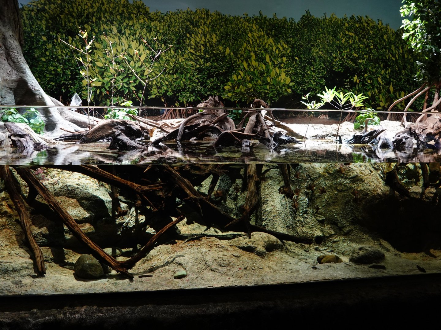 Singapore's Coast: Archerfish and pufferfish tank