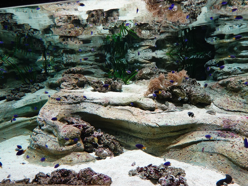 Singapore's Coast: main tank