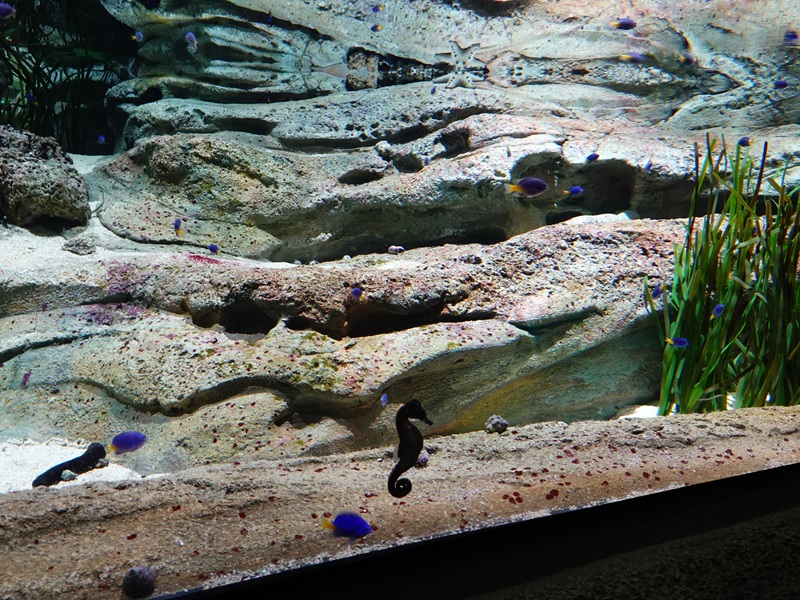 Singapore's Coast: main tank