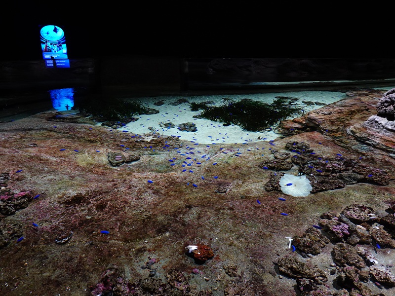 Singapore's Coast: main tank