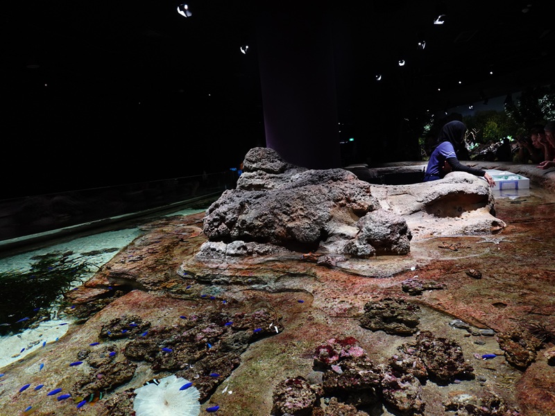 Singapore's Coast: main tank